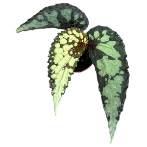 Begonia 'Lucifer' - image 2
