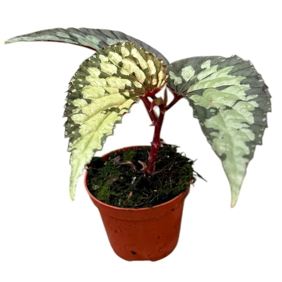 Begonia 'Lucifer' - image 1
