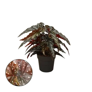 Begonia maculata 'Black Forest' - image 2