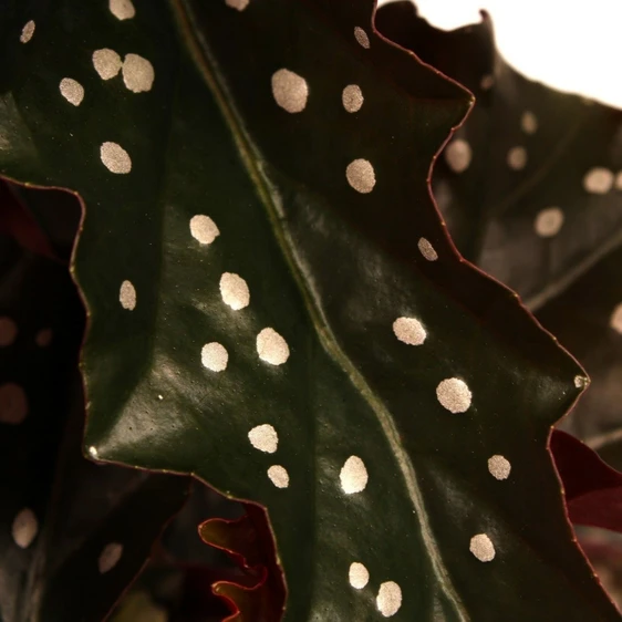 Begonia maculata 'Black Forest' - image 1