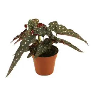 Begonia maculata 'Black Forest' - image 2