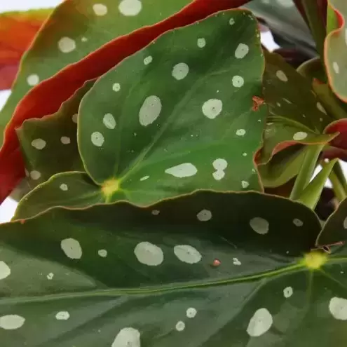 Begonia maculata 'Bubbles' - image 1