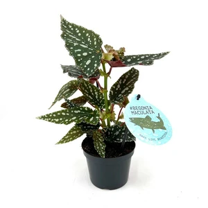 Begonia maculata 'Bubbles' - image 2