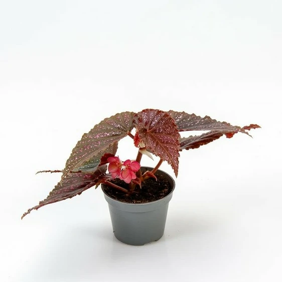 Begonia maculata 'Pink Spot'