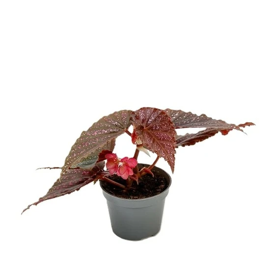 Begonia maculata 'Pink Spot'
