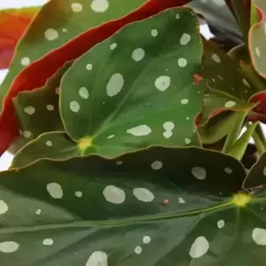 Begonia maculata 'Polka Dot' 6cm