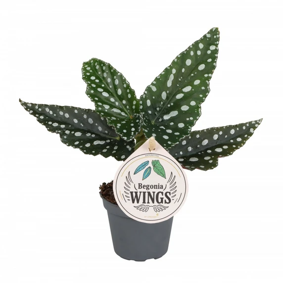 Begonia maculata 'Silver Spot'