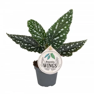 Begonia maculata 'Silver Spot'