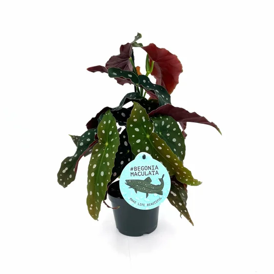 Begonia maculata 'Wings' 12cm - image 2