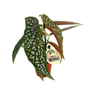 Begonia maculata 'Wings' 6cm - image 2