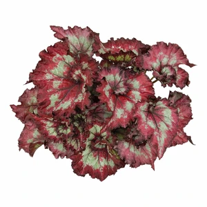 Begonia Magic Colours 'Balboa' - image 1