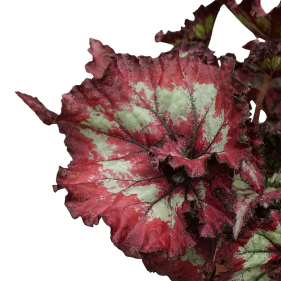 Begonia Magic Colours 'Balboa' - image 2
