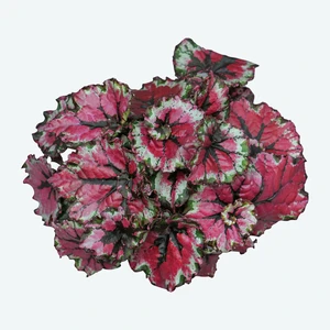 Begonia Magic Colours 'Ballroom Dance' - image 1