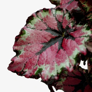 Begonia Magic Colours 'Ballroom Dance' - image 2