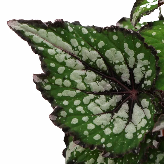 Begonia Magic Colours 'Bostella' - image 2