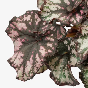Begonia Magic Colours 'Cumbia' 8.5cm - image 1
