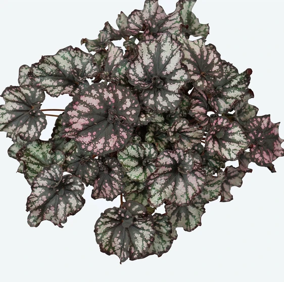 Begonia Magic Colours 'Cumbia' - image 1