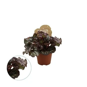 Begonia Magic Colours 'Cumbia' 8.5cm - image 2