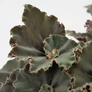 Begonia Magic Colours 'Dark Mambo' 6cm - image 1