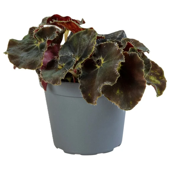 Begonia Magic Colours 'Dark Mambo' 6cm - image 2