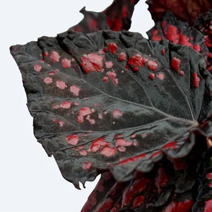 Begonia Magic Colours 'Etna' - image 2