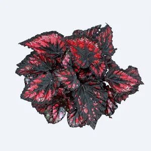 Begonia Magic Colours 'Etna' - image 1