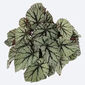Begonia Magic Colours 'Fedor' - image 1