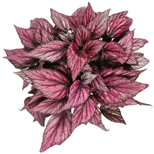 Begonia Magic Colours 'Hugh McLauchlan' - image 1