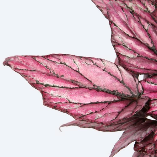 Begonia Magic Colours 'Hugh McLauchlan' - image 2