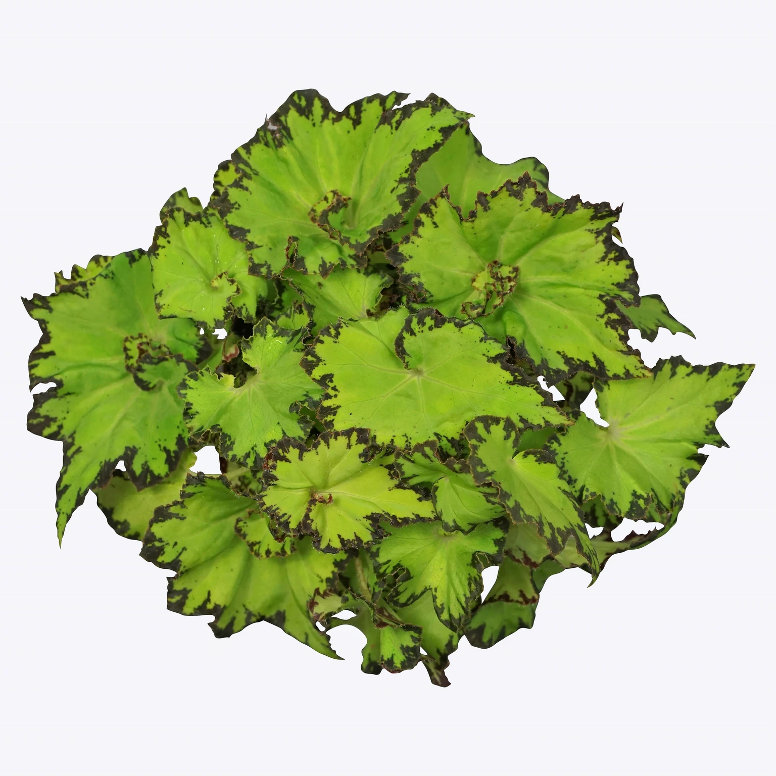 Begonia Magic Colours 'Jive' Cowell's Garden Centre Woolsington