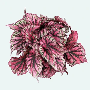 Begonia Magic Colours 'Lambada' - image 1