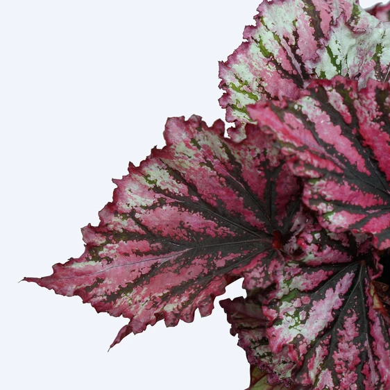 Begonia Magic Colours 'Lambada' - image 2