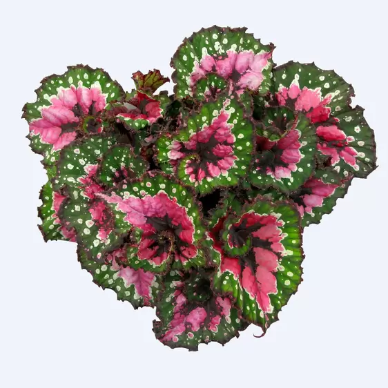 Begonia Magic Colours 'Macarena' - image 1