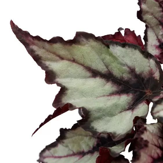 Begonia Magic Colours 'Magma' - image 2