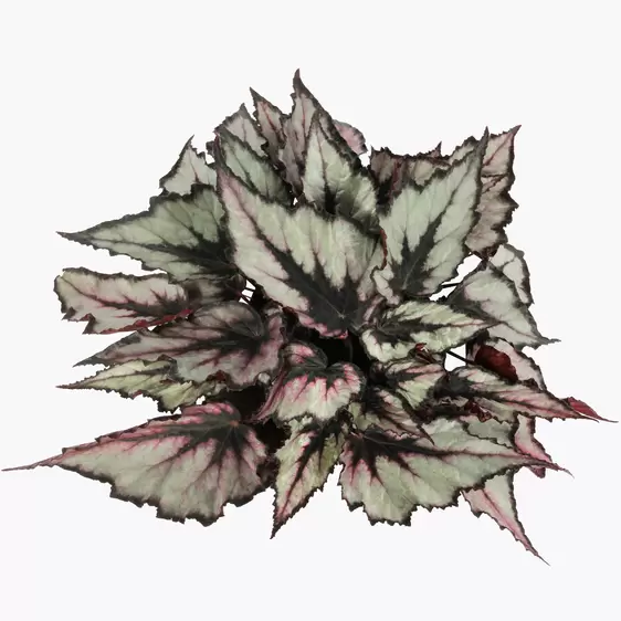 Begonia Magic Colours 'Magma' - image 1