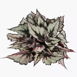 Begonia Magic Colours 'Magma' - image 2
