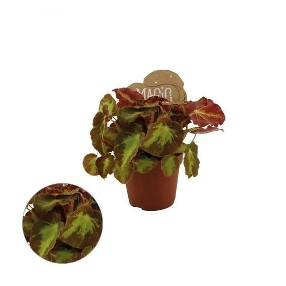 Begonia Magic Colours 'Montuno' 8.5cm - image 2