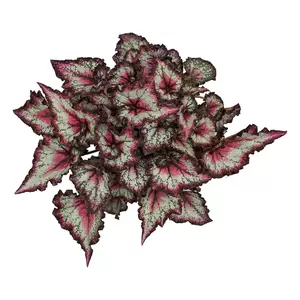 Begonia Magic Colours 'Odissi' - image 1