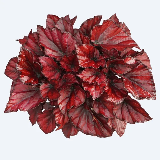 Begonia Magic Colours 'Red Bull' - image 1