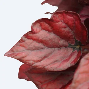 Begonia Magic Colours 'Red Bull' - image 2