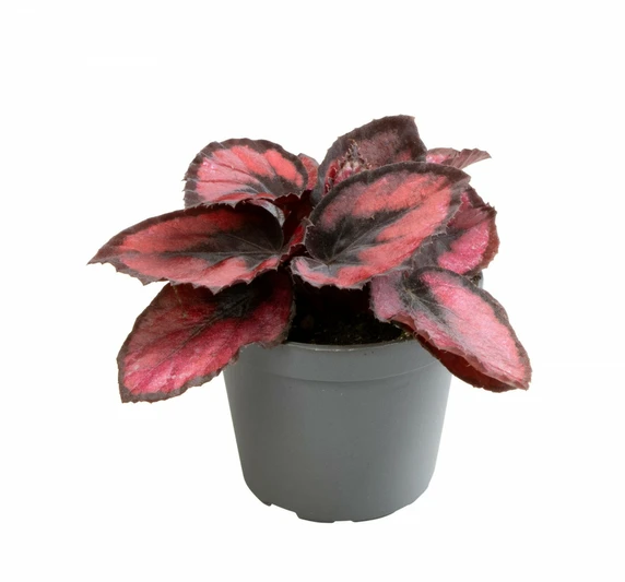 Begonia Magic Colours 'Red Kiss' 6cm - image 2