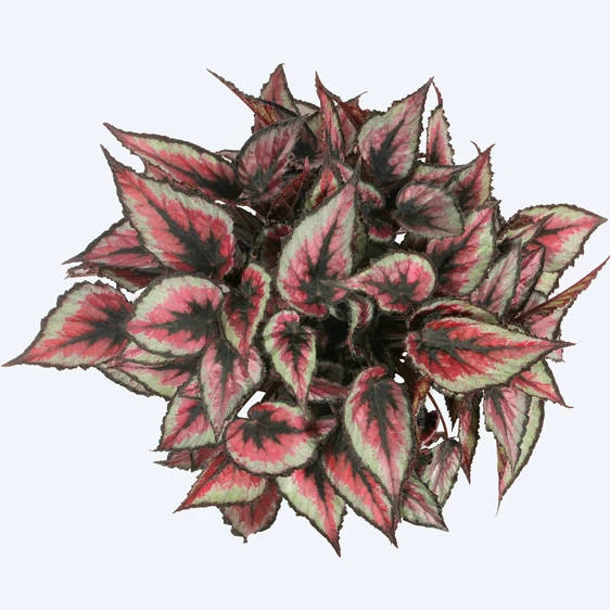 Begonia Magic Colours 'Red Tango' - image 1