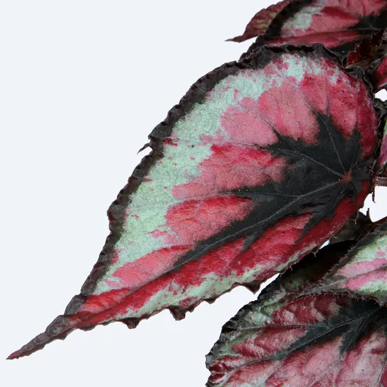 Begonia Magic Colours 'Red Tango' - image 2