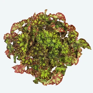 Begonia Magic Colours 'Rondeau' - image 1