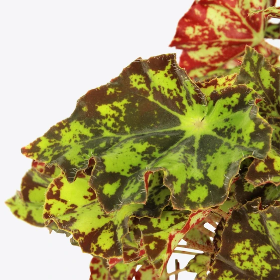Begonia Magic Colours 'Rondeau' - image 2