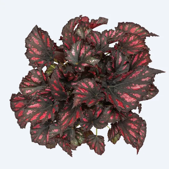 Begonia Magic Colours 'Rumba' - image 1