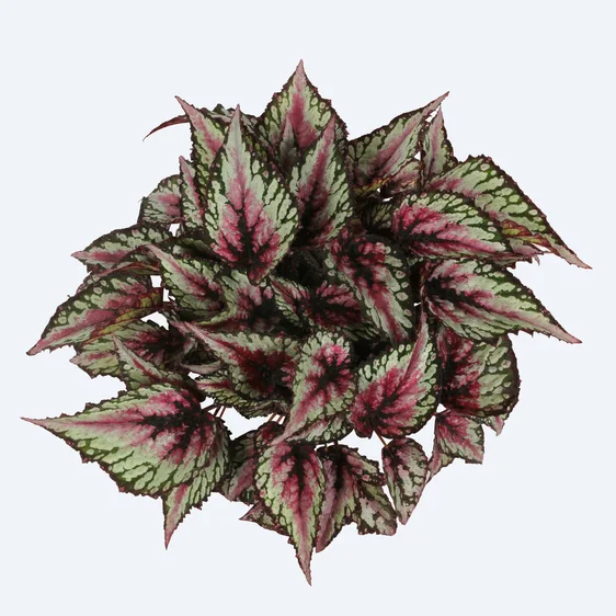 Begonia Magic Colours 'Salsa' - image 1