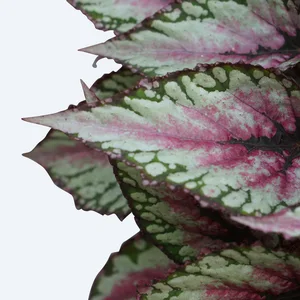 Begonia Magic Colours 'Salsa' - image 2