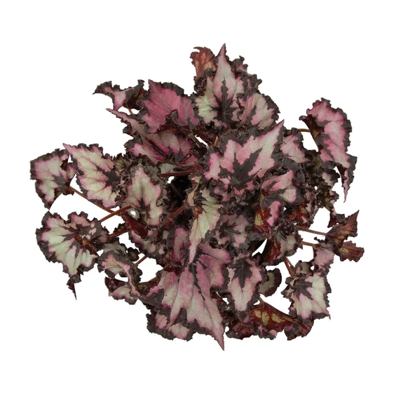 Begonia Magic Colours 'Sardanna' - image 1