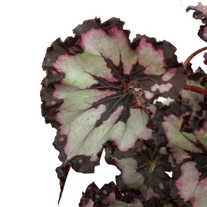 Begonia Magic Colours 'Sardanna' - image 2